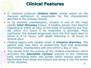 Clinical Features   <ul><li>V. cholerae  produces  cholera toxin , whose action on the mucosal epithelium is responsible f...