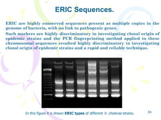 ERIC are highly conserved sequences present as multiple copies in the genome of bacteria, with no link to pathogenic genes...