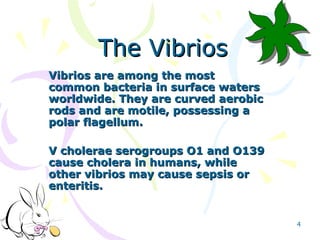 The Vibrios Vibrios are among the most common bacteria in surface waters worldwide. They are curved aerobic rods and are m...