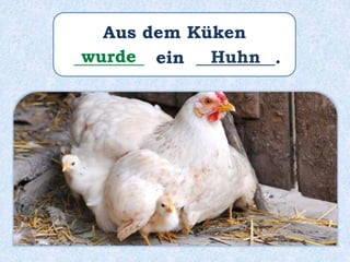 Aus dem Küken
________ ein _________.wurde Huhn
 