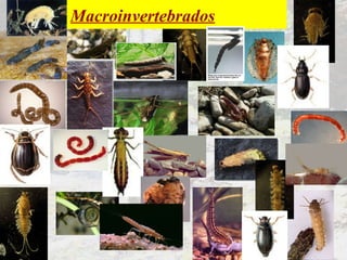 Macroinvertebrados 
