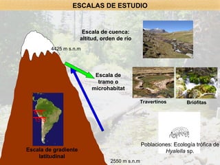 Escala de cuenca: altitud, orden de río Escala de tramo o microhabitat Poblaciones: Ecología trófica de Hyalella  sp. Travertinos Briófitas 4425 m s.n.m 2550 m s.n.m ESCALAS DE ESTUDIO Escala de gradiente latitudinal 6ºS 15ºS 