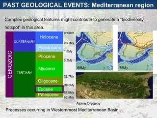 Complex geological features might contribute to generate a  “biodiversity hotspot”  in this area. TERTIARY QUATERNARY Holocene Pleistocene Pliocene Miocene Paleocene CENOZOIC Eocene Oligocene 66.4My 57.8My 36.6My 23.7My 5.3My 1.6My 0.01My present Alpine Orogeny Processes occurring in Westernmost Mediterranean Basin… 85My 75My PAST GEOLOGICAL EVENTS: Mediterranean region  