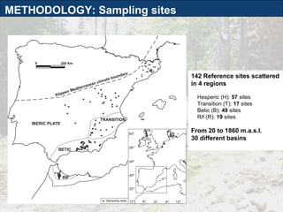 METHODOLOGY: Sampling sites 142 Reference sites scattered in 4 regions Hesperic (H):  57  sites Transition (T):  17  sites Betic (B):  49  sites Rif (R):  19  sites From 20 to 1860 m.a.s.l. 30 different basins 