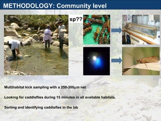 Multihabitat kick sampling with a 250-300  m net  Looking for caddisflies during 15 minutes in all available habitats. Sorting and identifying caddisfles in the lab sp?? METHODOLOGY: Community level 