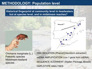 Historical fingerprint  at community level  in headwaters …  but at species level, and  in midstream reaches?  Chimarra marginata  (L.) Paleartic species Midstream-lowland species 0 200 Km K ö p p e n M e d i t e r r a n e a n c l i m a t e b o u n d a r y T B R I Ú Ú Ú Ú Ú Ú Ú Ú Ú METHODOLOGY: Population level DNA ISOLATION (Phenol/Chloroform extraction) mtDNA AMPLIFICATION ( cox 1  gene from mtDNA) SEQUENCE ALIGNMENT (Staden Package, Bioedit) HAPLOTYPE ANALYSES 