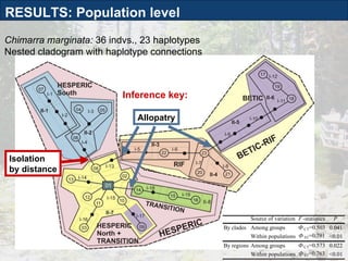 Chimarra marginata:  36 indvs., 23 haplotypes Nested cladogram with haplotype connections Inference key: Allopatry Isolation by distance RESULTS: Population level 