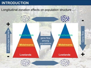 Headwaters Midstreams Lowlands gene flow among populations Longitudinal zonation effects on population structure ... Landscape barriers + + - - Gene flow Headwaters Midstreams Lowlands INTRODUCTION 