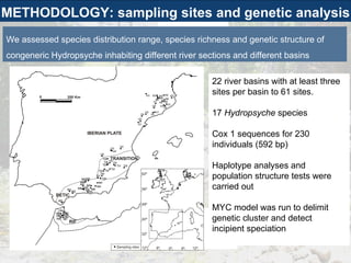 22 river basins with at least three sites per basin to 61 sites. 17  Hydropsyche  species Cox 1 sequences for 230 individuals (592 bp) Haplotype analyses and population structure tests were carried out MYC model was run to delimit genetic cluster and detect incipient speciation We assessed species distribution range, species richness and genetic structure of congeneric Hydropsyche inhabiting different river sections and different basins  METHODOLOGY: sampling sites and genetic analysis 