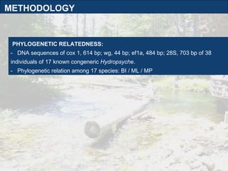 PHYLOGENETIC RELATEDNESS: -  DNA sequences of cox 1, 614 bp; wg, 44 bp; ef1a, 484 bp; 28S, 703 bp of 38 individuals of 17 known congeneric  Hydropsyche . -  Phylogenetic relation among 17 species: BI / ML / MP METHODOLOGY 
