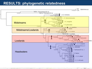 Lowlands Headwaters Midstreams Midstreams/Lowlands RESULTS: phylogenetic relatedness 