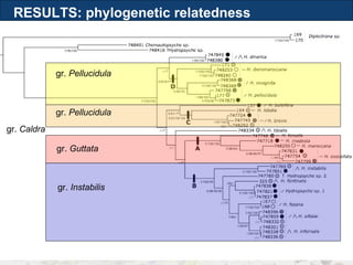 RESULTS: phylogenetic relatedness gr.  Guttata gr.  Instabilis gr.  Pellucidula gr.  Caldra gr.  Pellucidula 