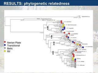 Iberian Plate Transitional Betic Rif RESULTS: phylogenetic relatedness 