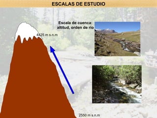 Escala de cuenca: altitud, orden de río 4425 m s.n.m 2550 m s.n.m ESCALAS DE ESTUDIO 