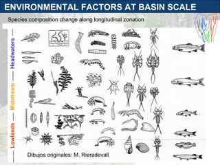 ENVIRONMENTAL FACTORS AT BASIN SCALE Headwaters Midstream Lowlands Species composition change along longitudinal zonation Dibujos originales: M. Rieradevall 