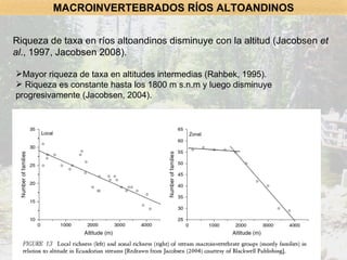 Riqueza de taxa en ríos altoandinos disminuye con la altitud (Jacobsen  et al ., 1997, Jacobsen 2008).   MACROINVERTEBRADOS RÍOS ALTOANDINOS Mayor riqueza de taxa en altitudes intermedias (Rahbek, 1995). Riqueza es constante hasta los 1800 m s.n.m y luego disminuye progresivamente (Jacobsen, 2004). 