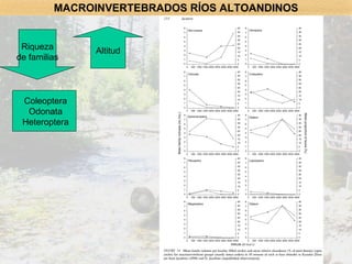 Coleoptera Odonata Heteroptera Riqueza de familias Altitud MACROINVERTEBRADOS RÍOS ALTOANDINOS 