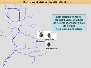 Río Cañete Solo algunos patrones  de distribución altitudinal se dejaron reconocer a nivel de género Nivel especie necesario Patrones distribución altitudinal Heterelmis Austrelmis Austrolimnius 