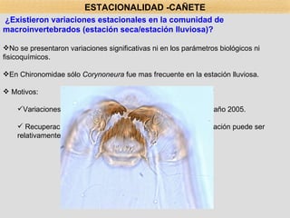 ¿Existieron variaciones estacionales en la comunidad de macroinvertebrados (estación seca/estación lluviosa)? No se presentaron variaciones significativas ni en los parámetros biológicos ni fisicoquímicos. En Chironomidae sólo  Corynoneura  fue mas frecuente en la estación lluviosa. Motivos: Variaciones anuales de la precipitación: pocas lluvias en el año 2005. Recuperación de la comunidad ante el efecto de la precipitación puede ser relativamente rápida (Ríos, 2008). ESTACIONALIDAD -CAÑETE 