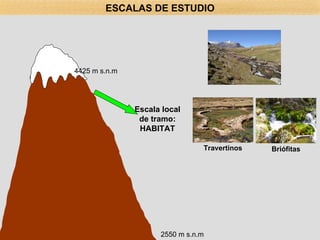 Escala local de tramo: HABITAT Travertinos Briófitas 4425 m s.n.m 2550 m s.n.m ESCALAS DE ESTUDIO 