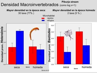 Piburja stream Densidad Macroinvertebrados  (como log x+1): Densidad prom.  Heterelmis Mayor densidad en la época seca : 30 taxa (77% ) Mayor densidad en la época húmeda : 2 taxa (5 % ) época época húmeda seca 3,00 2,00 1,00 0,00 Barras de Error: +/- 1 SE 6,00 húmeda seca 5,00 4,00 3,00 2,00 1,00 0,00 Densidad prom.   Baetodes refugios rápidos Microhabitat 