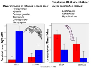 Densidad prom.   Simuliidae Leptohyphes Ochrotrichia Hydrobiosidae Resultados GLM:  Microhábitat LLUVIAS SECA 3,00 2,50 2,00 1,50 1,00 0,50 0,00 Densidad prom.   Hyalella Prionocyphon Hyalella Ceratopogonidae Tanytarsini Cochliopsyche Nectopsyche Barras de Error: +/- 1 SE Mayor densidad en refugios y época seca: Mayor densidad en rápidos: LLUVIAS SECA 6,00 4,00 2,00 0,00 