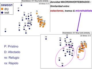 densidad MACROINVERTEBRADOS : Similaridad entre: estaciones , tramos &  microhabitats P: Prístino D: Afectado re: Refugio ra: Rápido 