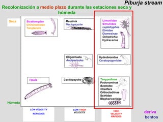 Piburja stream deriva bentos Recolonización a  medio plazo  durante las estaciones seca y húmeda Seca Húmeda LOW VELOCITY REFUGIOS HIGH VELOCITY RÁPIDOS Stratiomydae Chironominae Tanytarsini Oligochaeta Andiperlodes Maurinia Nectopsyche Limoniidae  Simuliidae Leptohyphes Elmidae  Diamesinae Ochotrichia Hydracarina Hydrobiosidae Ceratopogonidae Tanypodinae  Podonominae Baetodes Chelifera Orthocladiinae Scirtidae Blephariceriidae Tipula Cocliopsyche LOW  /  HIGH VELOCITY 