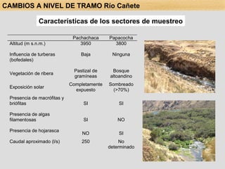 Características de los sectores de muestreo CAMBIOS A NIVEL DE TRAMO Río Cañete 