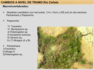Macroinvertebrados: Muestreo cuantitativo con red surber  (14 x 14cm y 250  μ m) en dos sectores: Pachachaca y Papacocha. Papacocha:  Travertino  Myriophylum  sp.  3) Potamogeton  sp. 4)  Escallonia resinosa .  5)  Senecio  sp.  6 y 7) Musgos (A y B). Pachachaca:  1)Travertino,  2) Musgo A  3) Potamogeton  sp. CAMBIOS A NIVEL DE TRAMO Río Cañete 