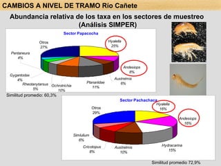 Abundancia relativa de los taxa en los sectores de muestreo  (Análisis SIMPER) Similitud promedio: 60,3% Similitud promedio 72,9% CAMBIOS A NIVEL DE TRAMO Río Cañete 