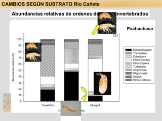 Abundancias relativas de ordenes de macroinvertebrados Papacocha Pachachaca Pachachaca CAMBIOS SEGÚN SUSTRATO Río Cañete 