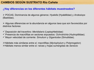 ¿ Hay diferencias en los diferentes hábitats muestreados? POCAS. Dominancia de algunos géneros:  Hyalella  (Hyalellidae) y  Andesiops  (Baetidae). Algunas diferencias en la abundancia en algunos taxa que son favorecidos por  distintos factores: Deposición del travertino:  Meridialaris  (Leptophlebiidae)  Presencia de macrófitas en sectores expuestos:  Ochrotrichia  (Hydroptilidae). Mayor velocidad de corriente:  Simulium  y  Gigantodax  (Simuliidae). Hábitats más similares entre sí: macrófitas ( Myriophylum  y  Potamogeton ) Hábitats menos similar entre sí: raíces y hojas sumergidas de  Senecio   CAMBIOS SEGÚN SUSTRATO Río Cañete 