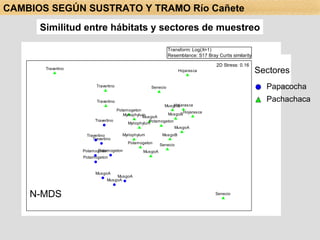 Sectores N-MDS CAMBIOS SEGÚN SUSTRATO Y TRAMO Río Cañete Similitud entre hábitats y sectores de muestreo Papacocha Pachachaca 
