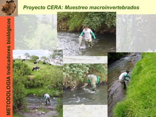 Proyecto CERA : Muestreo macroinvertebrados METODOLOGIA Indicadores biológicos 