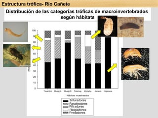 Trituradores Recolectores Filtradores Raspadores Predadores Distribución de las categorías tróficas de macroinvertebrados  según hábitats Estructura trófica- Río Cañete 