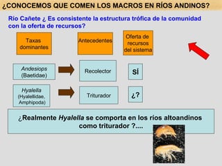 Río Cañete ¿ Es consistente la estructura trófica de la comunidad con la oferta de recursos? Andesiops (Baetidae) Recolector Hyalella (Hyalellidae, Amphipoda) Triturador Antecedentes Taxas  dominantes Oferta de  recursos del sistema SÍ ¿? ¿ Realmente  Hyalella  se comporta en los ríos altoandinos  como triturador ?.... ¿CONOCEMOS QUE COMEN LOS MACROS EN RÍOS ANDINOS? 