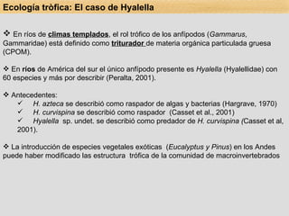 En ríos de  climas templados , el rol trófico de los anfípodos ( Gammarus , Gammaridae) está definido como  triturador  de materia orgánica particulada gruesa (CPOM). En  ríos  de América del sur el único anfípodo presente es  Hyalella  (Hyalellidae) con 60 especies y más por describir (Peralta, 2001). Antecedentes: H. azteca  se describió como raspador de algas y bacterias (Hargrave, 1970) H. curvispina  se describió como raspador  (Casset et al., 2001) Hyalella   sp. undet. se describió como predador de  H. curvispina ( Casset et al, 2001). La introducción de especies vegetales exóticas  ( Eucalyptus y Pinus ) en los Andes puede haber modificado las estructura  trófica de la comunidad de macroinvertebrados Ecología tròfica: El caso de Hyalella 