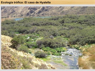 Área de estudio:  Papacocha, río debajo de la desembocadura de la laguna. Análisis del contenido intestinal de  Hyalella  sp: Disección y extracción de intestinos de 10 individuos de  Hyalella  sp/hábitat: travertino,  Potamogeton  sp,  Myriophylum  sp,  Senecio  sp, hojarasca de  Escallonia resinosa , Musgo spA y  Musgo spB. Preparación en láminas portaobjetos. Estimación de la composición del contenido intestinal de cada individuo, mediante análisis microscópico de los campos visuales correspondientes (100X). Categorías de substratos intestinales: CPOM (>1 mm.), FPOM (<1 mm.), algas, quitina y mineral (CaCO 3 ). Ecología tròfica: El caso de Hyalella 