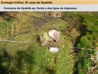 Consumo de  Hyalella  sp. frente a dos tipos de hojarasca Preparación de 10 bolsas de malla (10x8cm) de 250  μ m, con hojas  recientemente caídas de  Eucalyptus globulus  y  Polylepis  sp. Acondicionamiento de bolsas, sumergidas en el río (14 días). Preparación de 30 cámaras de alimentación (15 con  Polylepis  sp. y 15 con  E. globulus ) con 20 individuos de  Hyalella  sp. /bote. Registro de peso húmedo de cada cámara. Preparación de 10 cámaras de alimentación “control”,  sólo  con hojarasca (5 por cada especie). Instalación de las cámaras de alimentación en el río (3 días). Recuperación de cámaras, registro de peso húmedo, número de individuos  de  Hyalella  sp. Cálculo del peso seco final (60ºC/3 días) y estimación del inicial. Ecología tròfica: El caso de Hyalella 