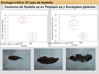 F(1,25) = 48,53; p < 0,0001 F(1,8) = 25,5354373;  p = 0,0010 Consumo de  Hyalella  sp en  Polylepis  sp y  Eucalyptus globulus Ecología tròfica: El caso de Hyalella 