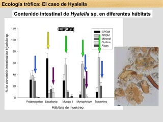 CPOM FPOM CaCO 3 Contenido intestinal de  Hyalella  sp. en diferentes hábitats Quitina Ecología tròfica: El caso de Hyalella 