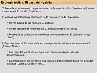 Hyalella  sp. presentó un mayor consumo de la especie nativa ( Polylepis sp. ) frente a la especie introducida ( E. globulus ). Motivos: características intrínsecas de la naturaleza de la  hojarasca: Mayor dureza de las hojas de  E. globulus  Menor cantidad de nutrientes de  E. globulus (Pozo et al., 1998) Presencia de compuestos inhibidores de crecimiento en  E. globulus  ( Graça,  2001). Baja descomposición natural de ambas especies fue evidente, especialmente  E. globulus . Motivos: Las bajas temperaturas del agua que condicionan bajas tasas de descomposición. La precipitación del travertino, que impide la fragmentación física y la actividad  biológica (Casas & Gessner, 1999). Ecología tròfica: El caso de Hyalella 