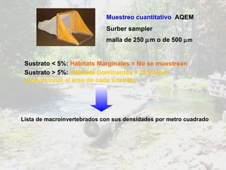 Sustrato > 5%:   Hábitats Dominantes = 20 surber proporcional al área de cada sustrato. Sustrato < 5%:  Hábitats Marginales = No se muestrean Lista de macroinvertebrados con sus densidades por metro cuadrado Muestreo cuantitativo   AQEM Surber sampler  malla de 250   m o de 500   m   
