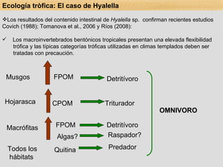 Los resultados del contenido intestinal de  Hyalella  sp.  confirman recientes estudios Covich (1988); Tomanova et al., 2006 y Ríos (2008): Los macroinvertebrados bentónicos tropicales presentan una elevada flexibilidad trófica y las típicas categorías tróficas utilizadas en climas templados deben ser tratadas con precaución. Musgos FPOM Detritívoro Hojarasca CPOM Triturador Macrófitas FPOM Detritívoro Todos los  hábitats Quitina Predador OMNIVORO Algas? Raspador? Ecología tròfica: El caso de Hyalella 