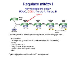 prednaska mitosa meiosa medicina lekarska fakulta | PDF