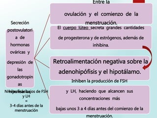 Secreción
postovulatori
a de
hormonas
ováricas y
depresión de
las
gonadotropin
as
hipofisarias.
Entre la
ovulación y el comienzo de la
menstruación.
El cuerpo lúteo secreta grandes cantidades
de progesterona y de estrógenos, además de
inhibina.
Retroalimentación negativa sobre la
adenohipófisis y el hipotálamo.
Inhiben la producción de FSH
y LH, haciendo que alcancen sus
concentraciones más
bajas unos 3 a 4 días antes del comienzo de la
menstruación.
Niveles más bajos de FSH
y LH
=
3-4 días antes de la
menstruación
 
