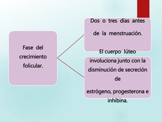 Fase del
crecimiento
folicular.
Dos o tres días antes
de la menstruación.
El cuerpo lúteo
involuciona junto con la
disminución de secreción
de
estrógeno, progesterona e
inhibina.
 