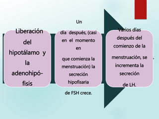 Liberación
del
hipotálamo y
la
adenohipó-
fisis
Un
día después, (casi
en el momento
en
que comienza la
menstruación) la
secreción
hipofisaria
de FSH crece.
Varios días
después del
comienzo de la
menstruación, se
incrementa la
secreción
de LH.
 