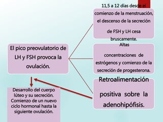 El pico preovulatorio de
LH y FSH provoca la
ovulación.
11,5 a 12 días desde el
comienzo de la menstruación,
el descenso de la secreción
de FSH y LH cesa
bruscamente.
Altas
concentraciones de
estrógenos y comienzo de la
secreción de progesterona.
Retroalimentación
positiva sobre la
adenohipófisis.
Desarrollo del cuerpo
lúteo y su secreción.
Comienzo de un nuevo
ciclo hormonal hasta la
siguiente ovulación.
 